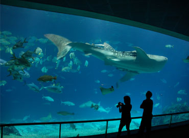 Amazing Andaman Holidays